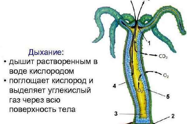 Кракен даркнет сайт ссылка